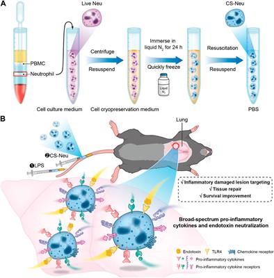 Autologous cryo-shocked neutrophils enable targeted therapy of sepsis via broad-spectrum neutralization of pro-inflammatory cytokines and endotoxins